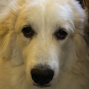 Meet your Posher, Bobby